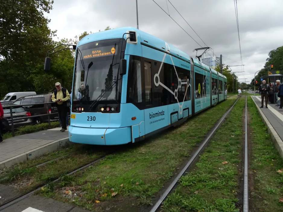 Mainz Straßenbahnlinie 53 mit Niederflurgelenkwagen 230 am Hindemithstr. / Lerchenberg (2024)