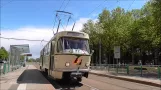 Straßenbahn Magdeburg: Historische T4D 1001 als Sonderlinie 77 unterwegs beim Europafest (2016)